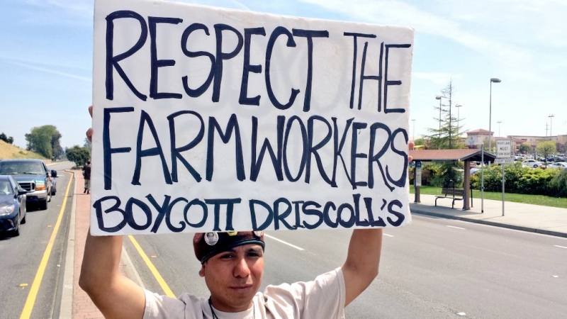 800_boycott-driscolls-watsonville_4_4-2-16.jpg 