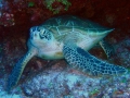 120_greenseaturtle_davidburdick_noaa.jpg