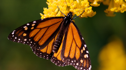 monarch_butterfly.jpg 