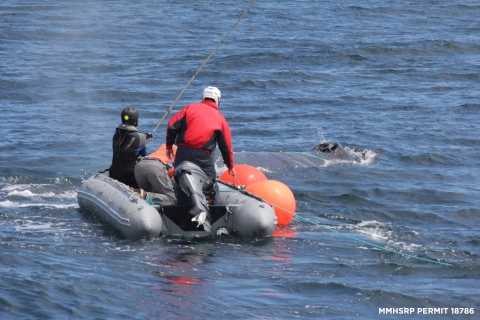 480_humpback_california_whale_rescue_moss_landing_1_1.jpg