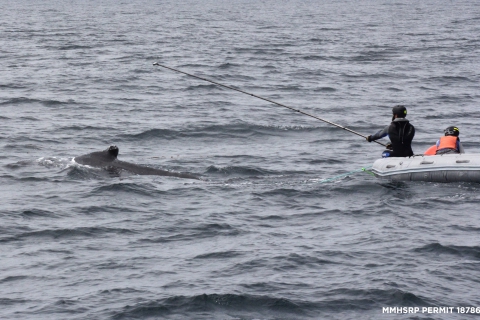 480_humpback_california_whale_rescue_moss_landing_2.jpg