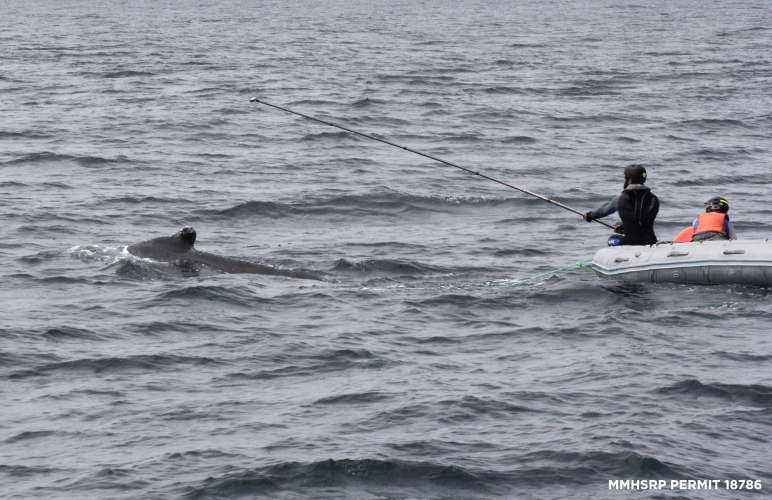 800_humpback_california_whale_rescue_moss_landing_2.jpg 
