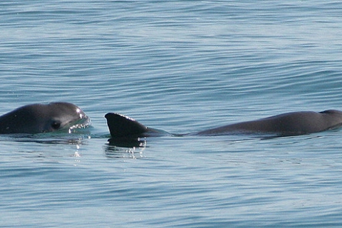 vaquita_porpoise_paulolsen_noaa.jpg