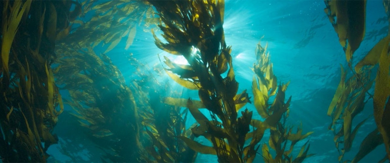 sm_pacific_kelp_forest.jpg 