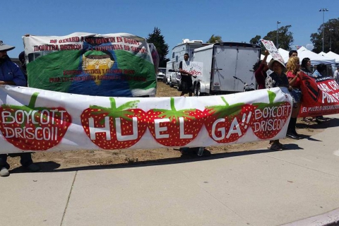 480_boycott-driscolls-oxnard-strawberry-festival_5.jpg