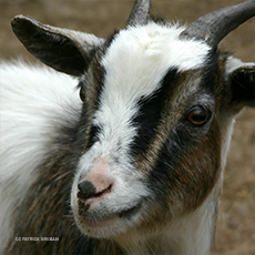 goat.jpg 