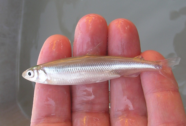 delta_smelt_in_hand2_usfws_peter_johnsen_2008.jpg 