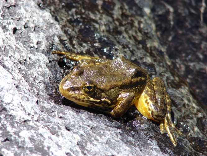 sm_mountain_yellow_legged_frog_rick_kuyper_usfws_fpwc.jpg 