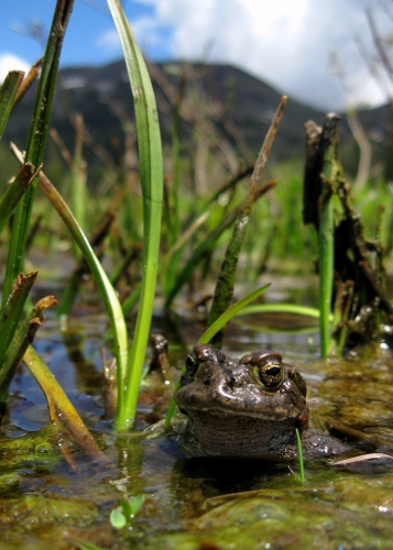 sm_yosemite_toad_lucas_wilkinsonus_forest_service_fpwc.jpg 