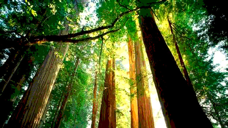 redwoods.jpg 