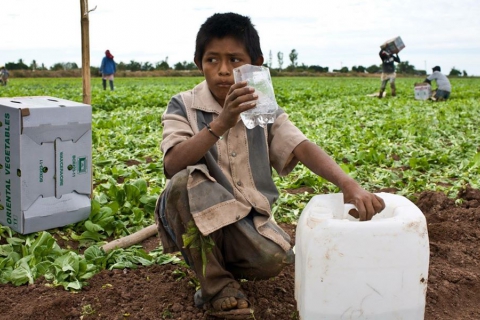 480_mexican_baja_child_farm_worker.jpg