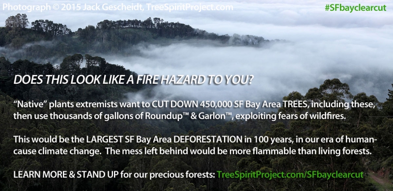 sm_450_000-tree-clearcut-sf-bay-1200p-web-fear2.jpg 