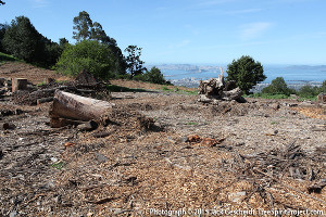 clearcut-sfbay-bg300.jpg 