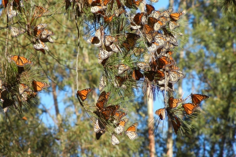 480_monarch_butterfly_cluster_xercessociety-candacefallon_1.jpg