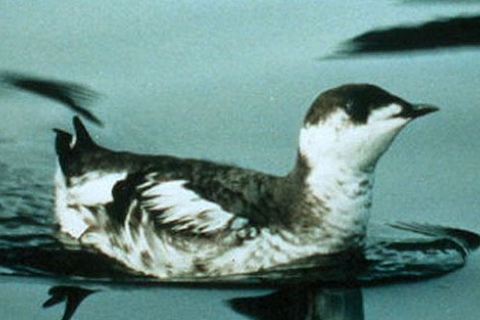 marbledmurrelet_gusvlietvan_usfws_fpwc.jpg