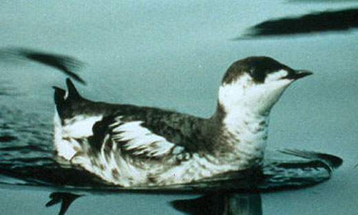 marbledmurrelet_gusvlietvan_usfws_fpwc.jpg 