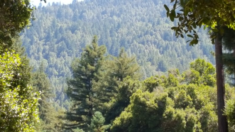 Stop massive and possibly illegal statewide tree cutting by PG&E! : Indybay