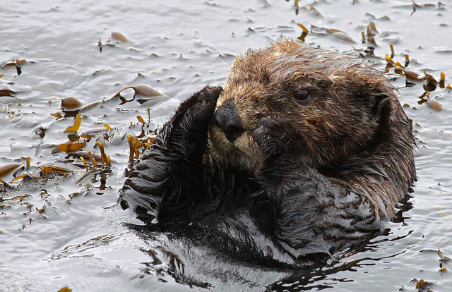 southern_sea_otter.jpg 