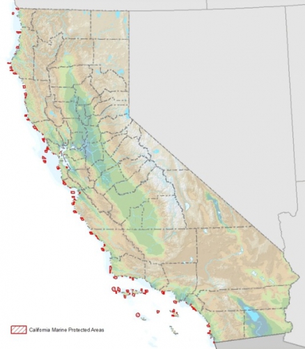 sm_calfish_marineprotectedareas_vl.jpg 