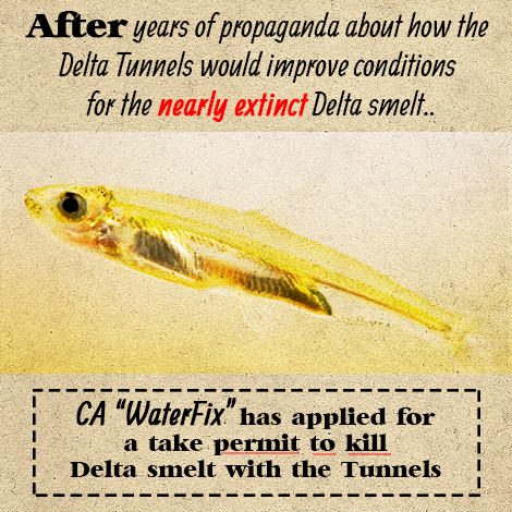 rtd_delta_smelt_meme.png 
