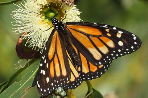 monarch_butterfly_santa_cruz_photo_by_rita_leroy.jpg