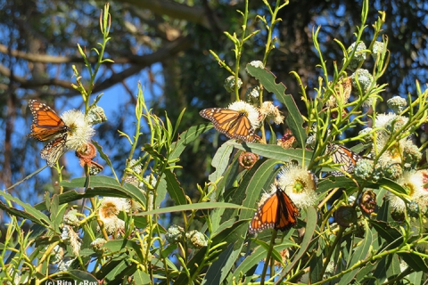 480_monarchs5_santa_cruz_photo_by_rita_leroy.jpg