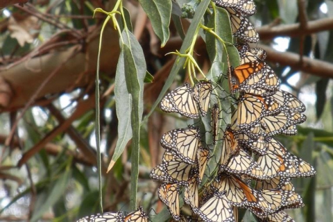 480_monarch_butterflies_eucalyptus_candace_fallon_xerces_society.jpg