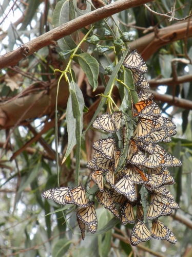 sm_monarch_butterflies_eucalyptus_candace_fallon_xerces_society.jpg 