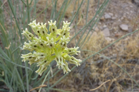 480_asclepias-subulata_maricopa-cty-az_brianna-borders_milkweed.jpg