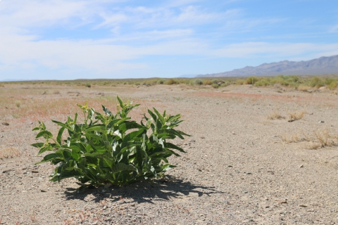 480_milkweed_nevada_desert_asclepias-erosa_stephanie-mcknight.jpg