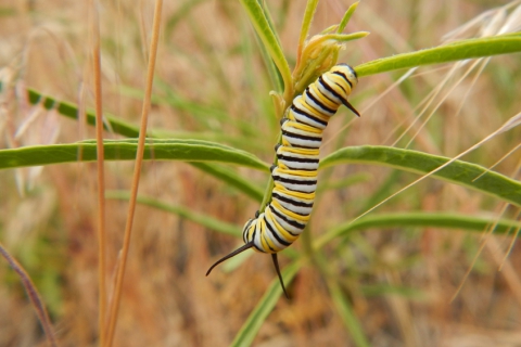480_stephanie-mcknight_monarch_caterpillar-on-asclepias-fascicularis-milkweed.jpg