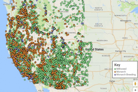 480_western_monarch_milkweed_mapper_screen_shot.jpg
