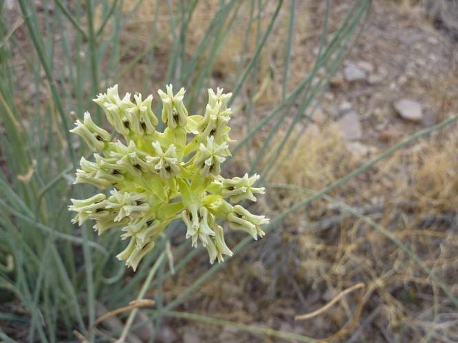 sm_asclepias-subulata_maricopa-cty-az_brianna-borders_milkweed.jpg