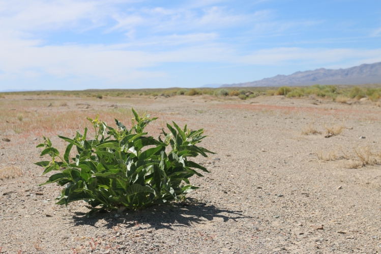 sm_milkweed_nevada_desert_asclepias-erosa_stephanie-mcknight.jpg 