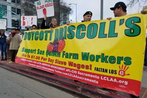 480_boycott_driscolls_1.jpg