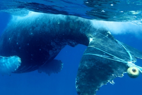 480_entangledwhale_edlyman_noaa_fpwc_1.jpg