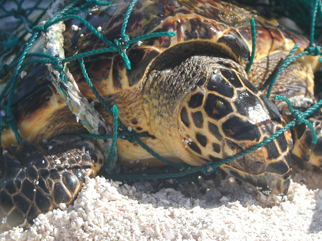 entangledturtle_noaapacificislandsfisheriessciencecenter_fpwc.jpg 