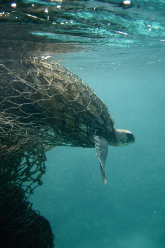 sm_entangledturtle_doughelton_noaa_fpwc.jpg 