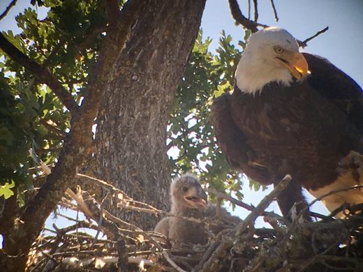 bald_eagle-central-california.jpg 