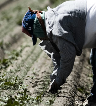 mexican_san_quintin_worker.jpg 