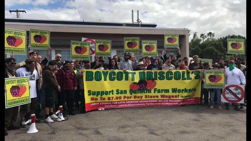 sm_boycott-driscolls-support-farmworkers.jpg 