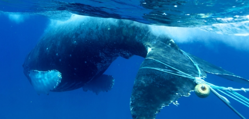 sm_entangledwhale_edlyman_noaa_fpwc.jpg 