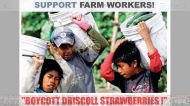 sm_driscolls_boycott_child_labor_strawberries.jpg 