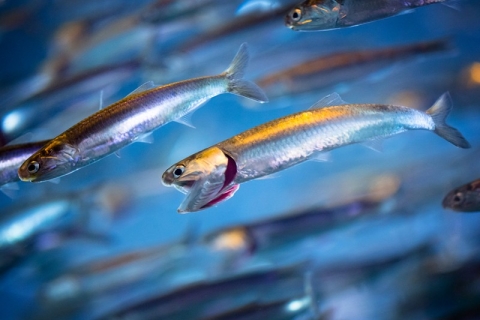480_anchovies_shutterstock_evantravels_1.jpg