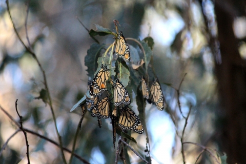 480_monarch-overwintering-california-lara-drizd_1.jpg