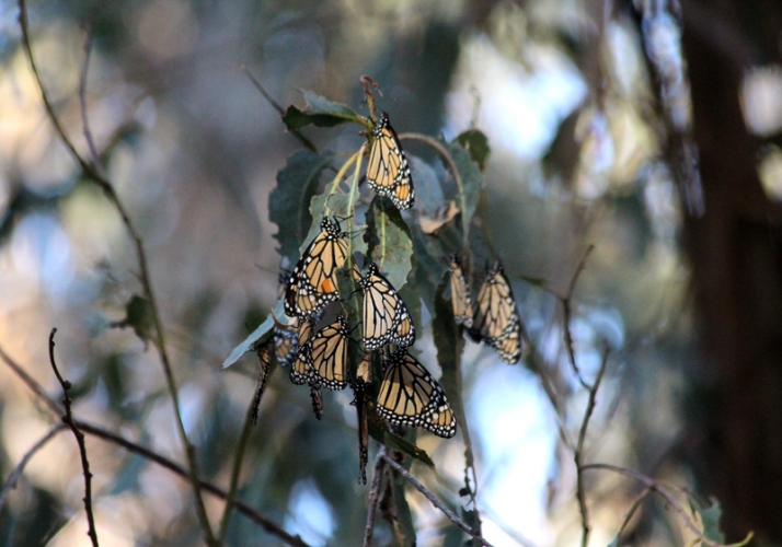 sm_monarch-overwintering-california-lara-drizd.jpg 