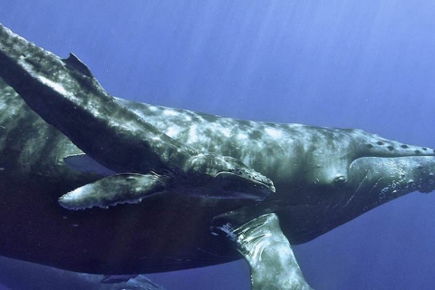 480_humpback_whale_and_calf_-_012016_-_noaa_1.jpg
