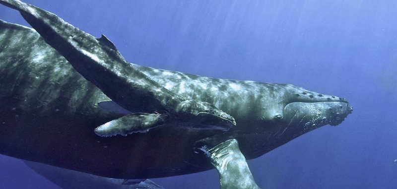 sm_humpback_whale_and_calf_-_012016_-_noaa.jpg 
