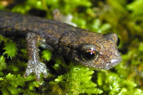 shasta_salamander_hydromantes_shastae_us_forest_service_fpwc.jpg