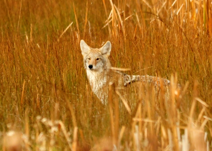 sm_coyote_in_cat_tails_seedskade_nwr_tom_koerner_usfws_fpwc.jpg 